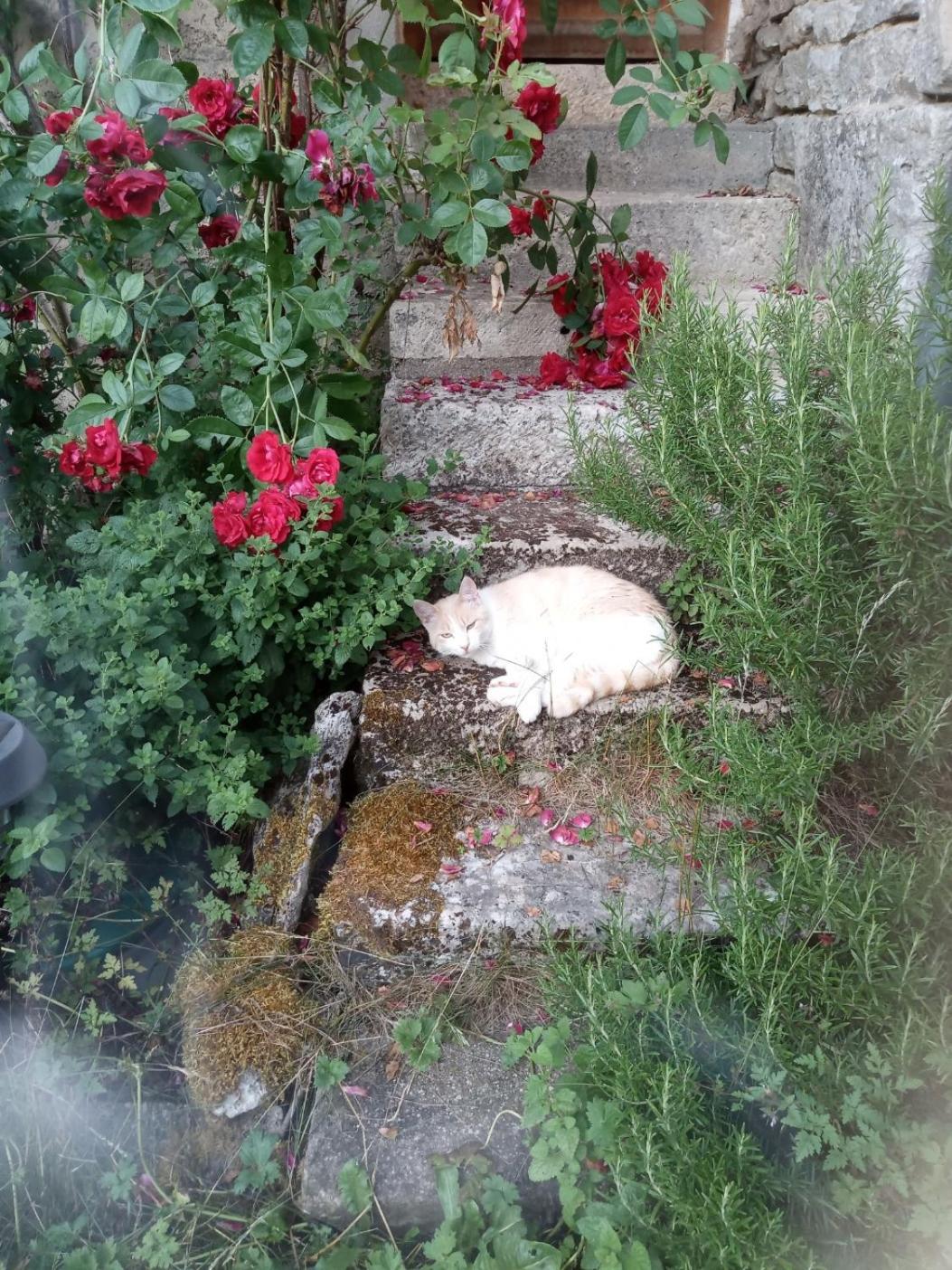 Gite Meuble 6 Personnes 2 Etoiles Haute Cote D'Or Proche Des Merveilles Touristiques Saint-Marc-sur-Seine Dış mekan fotoğraf